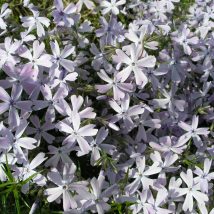 Floksas ylalapis"Emerald Cushion Blues"<br>(Phlox subulata"Emerald cushion Blues")