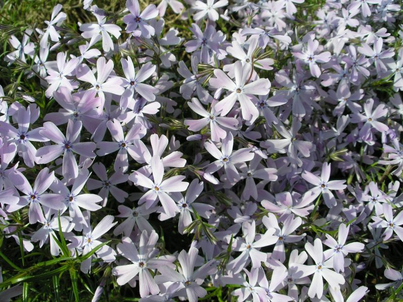 Phlox subulata"Emerald Cushion Blues"