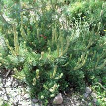 Pušis kalninė „Paradekissen“ <br>(Pinus mugo "Paradekissen")