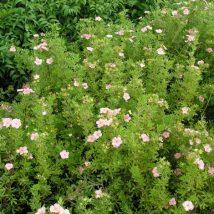 Sidabražolė krūminė “Pink Paradise” <br>(Potentilla fruticosa "Pink Paradise”)