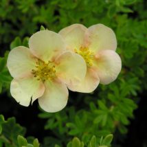 Sidabražolė krūminė “Daydawn” <br>(Potentilla fruticosa "Daydawn")