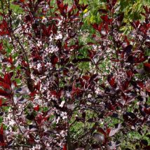 Vyšnia raudonlapė <br>(Prunus cistena)
