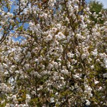 Vyšnia ankstyvoji"Kojou-no-mai"<br>(Prunus incisa"Kojou-no-mai")
