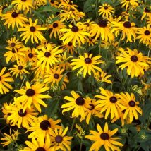 Rudbekija žerančioji"Little Goldstar""<br>(Rudbeckia fulgida"Little Goldstar")