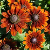 Rudbekija plaukuotoji"Happy SmileyZ"<br>(Rudbeckia hirta"Happy smileyZ")