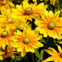 Rudbekija "Olivia"<br>(Rudbeckia "Olivia")