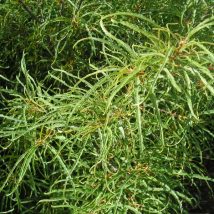 Šunobelė „Aspleniifolia” <br>(Rhamnus frangula „Aspleniifolia")