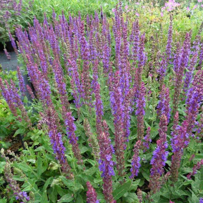 SALVIA NEMOROSA”OSTFRIESLAND”