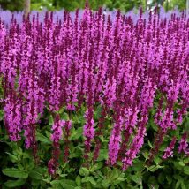 Šalavijas gojinis"Sensation Compact Bright Rose"<br>(Salvia nemorosa"Sensation Compact Bright Rose"")