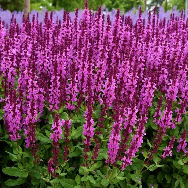 SALVIA NEMOROSA”SENSATION COMPACT BRIGHT ROSE””