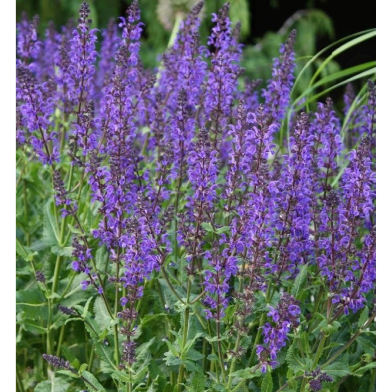 SALVIA NEMOROSA”VIOLA KLOSE”