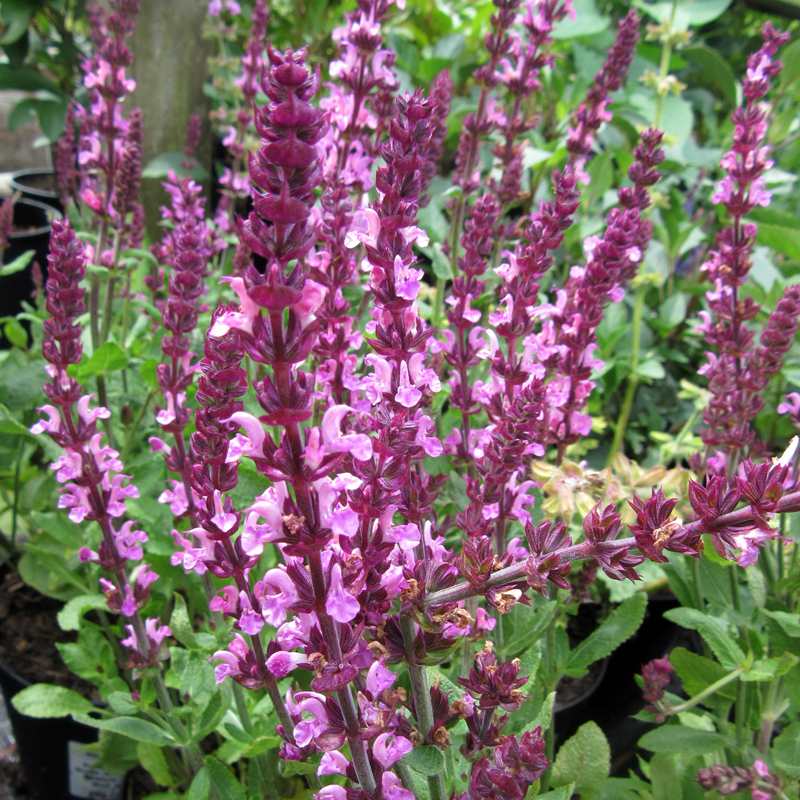 SALVIA X SUPERBA”NEW DIMENSION ROSE’S”