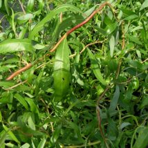 Gluosnis hibridinis „Erythroflexuosa” <br>(Salix sepulcralis"Erythroflexuosa)