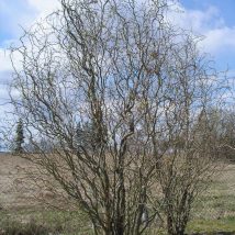 Gluosnis svyruoklinis 'Tortuosa' <br>(Salix  babylonica ‘Tortuosa’)