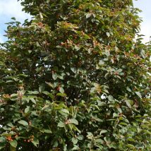Šermukšnis alksnialapis”Red Bird” <br>(Sorbus alnifolia ”Red Bird”)
