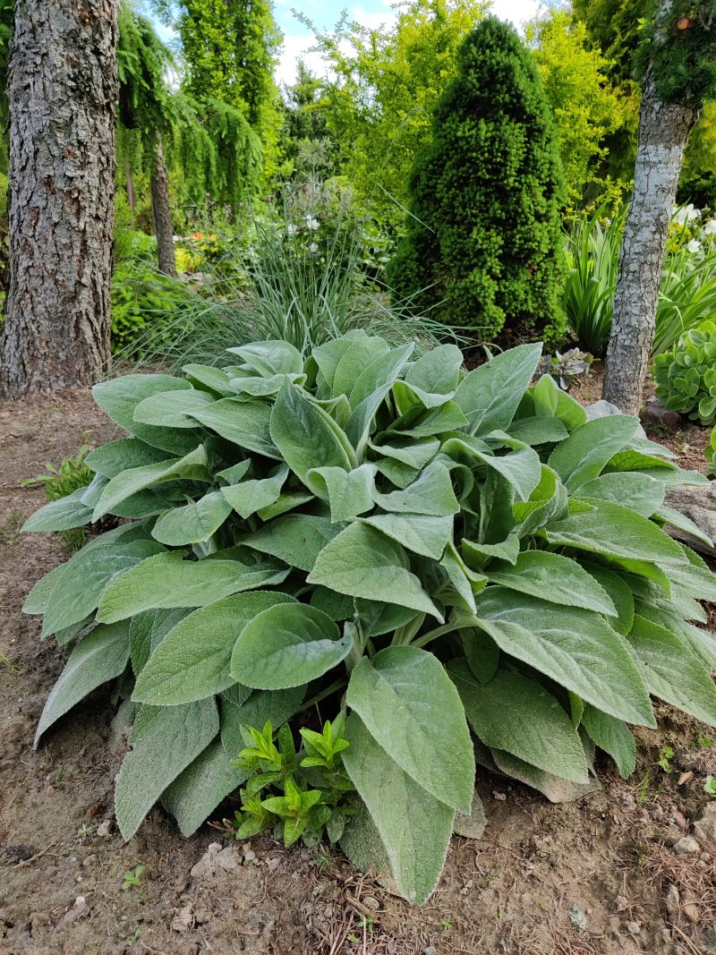 Stachys byzantina ‘Big Ears’