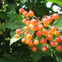 Putinas paprastasis”Compactum" <br>(Viburnum opulus"Compactum")