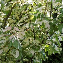 Klevas plataninis"Simon Louis Freres" <br>(Acer pseudoplatanus"Simon Luis Freres")