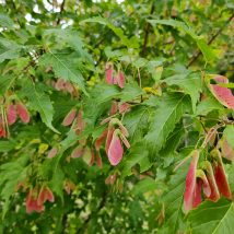 Klevas totorinis"Flame" <br>(Acer tataricum"Flame")