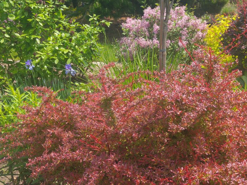 berberis orange dream