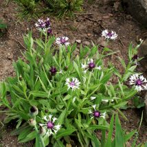 Bajorė kalninė"Purple Heart"<br>(Centaurea montana"Purple Heart")