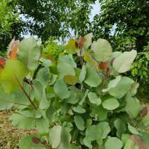 Pūkenis europinis "Old Fashioned"<br>(Cotinus coggygria "Old Fashioned")
