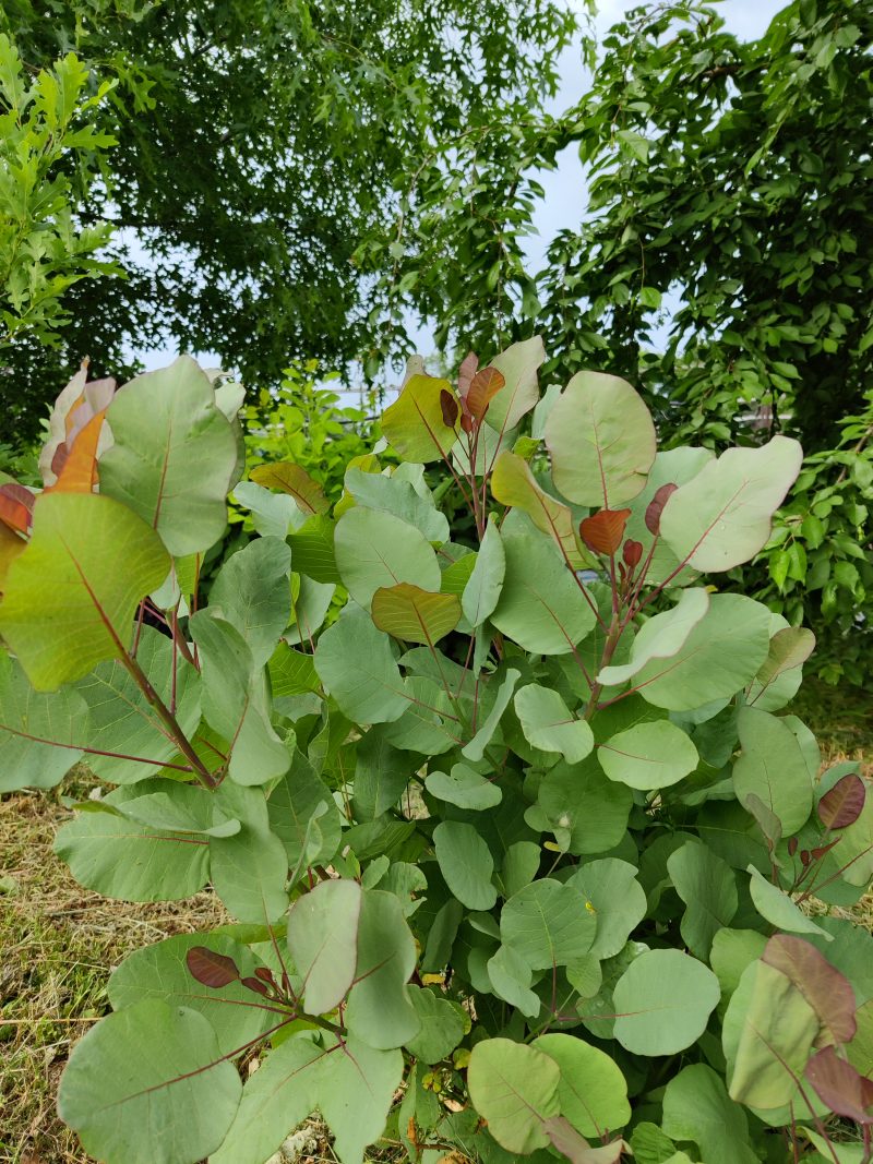 cotinus Old Fashioned