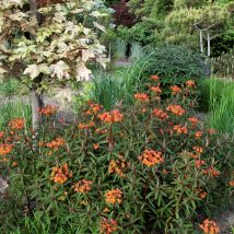Karpažolė himalainė"Fireglow"<br>(Euphorbia griffithii"Fireglow")
