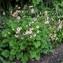 Žiognagė "Mai Tai"<br>(Geum "Mai Tai")