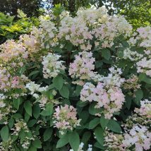Hortenzija šluotelinė “Erly Sensation” <br>(Hydrangea paniculata “Erly Sensation”)