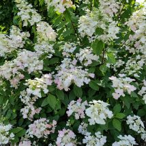 Hortenzija šluotelinė “Prim White” <br>(Hydrangea paniculata “Prim White”)