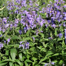Katžolė sibirinė<br>(Nepeta sibirica)