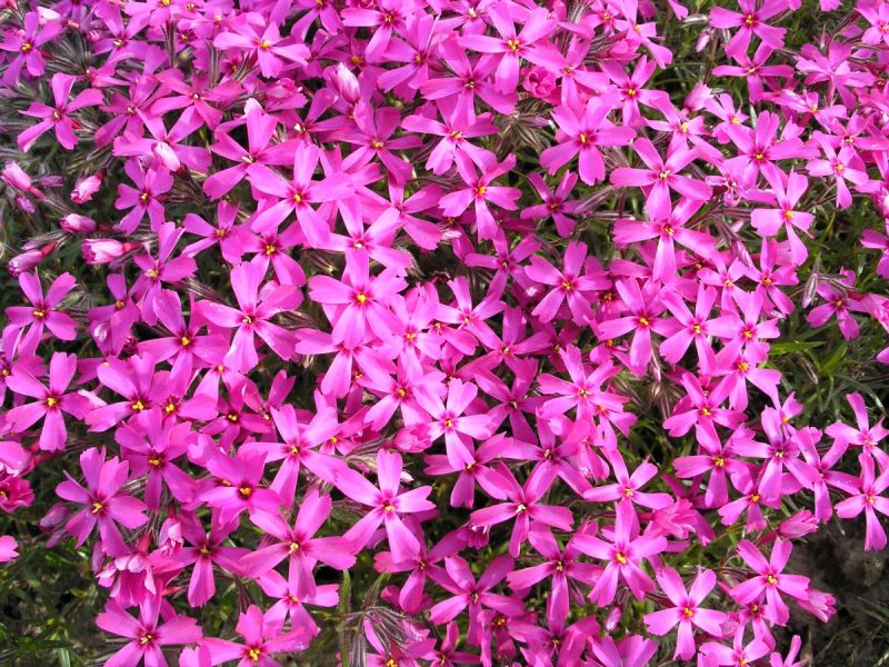 Phlox subulata"Scarlet Flame"