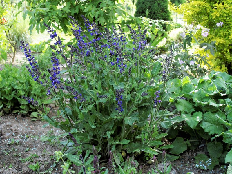 salvia-new-dimesion-blues