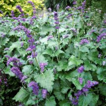Šalavijas menturinis"Purple Rain"<br>(Salvia verticillata"Purple Rain")