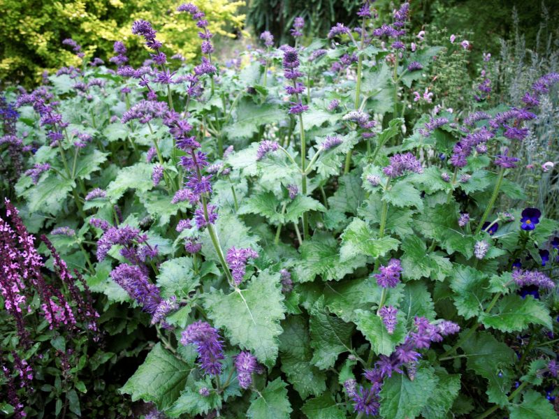 salvia-purple-rain