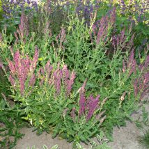 Šalavijas gojinis"Schwellenberg"<br>(Salvia nemorosa"Schwellenburg")