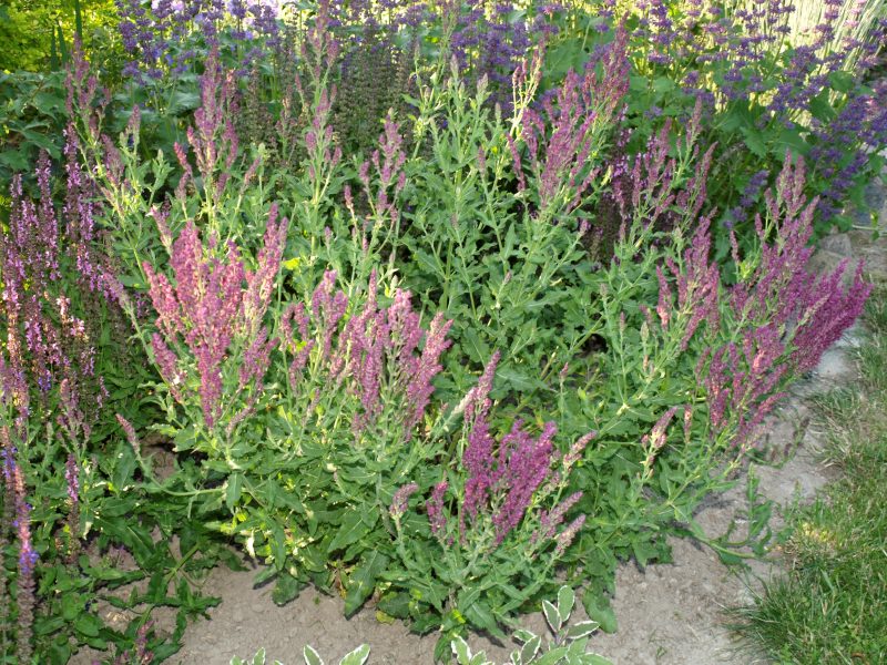 salvia-schwelenburg