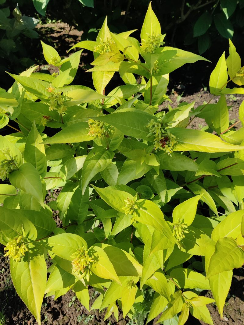 Diervilla rivularis“Honey Bee“
