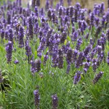 Levanda paprastoji"Spear Blue"<br>(Levandula angustifolia"Spear Blue")