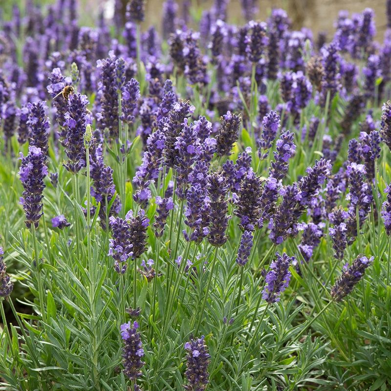 LAVENDULA ANGUSTIFOLIA”SPEAR BLUE”