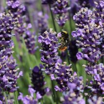 Levanda paprastoji"Early Hidcote"<br>(Levandula angustifolia"Early Hidcote")
