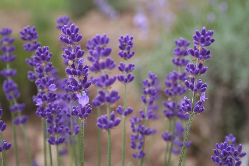 LEVANDULA ANGUSTIFOLIA”HAVANA”