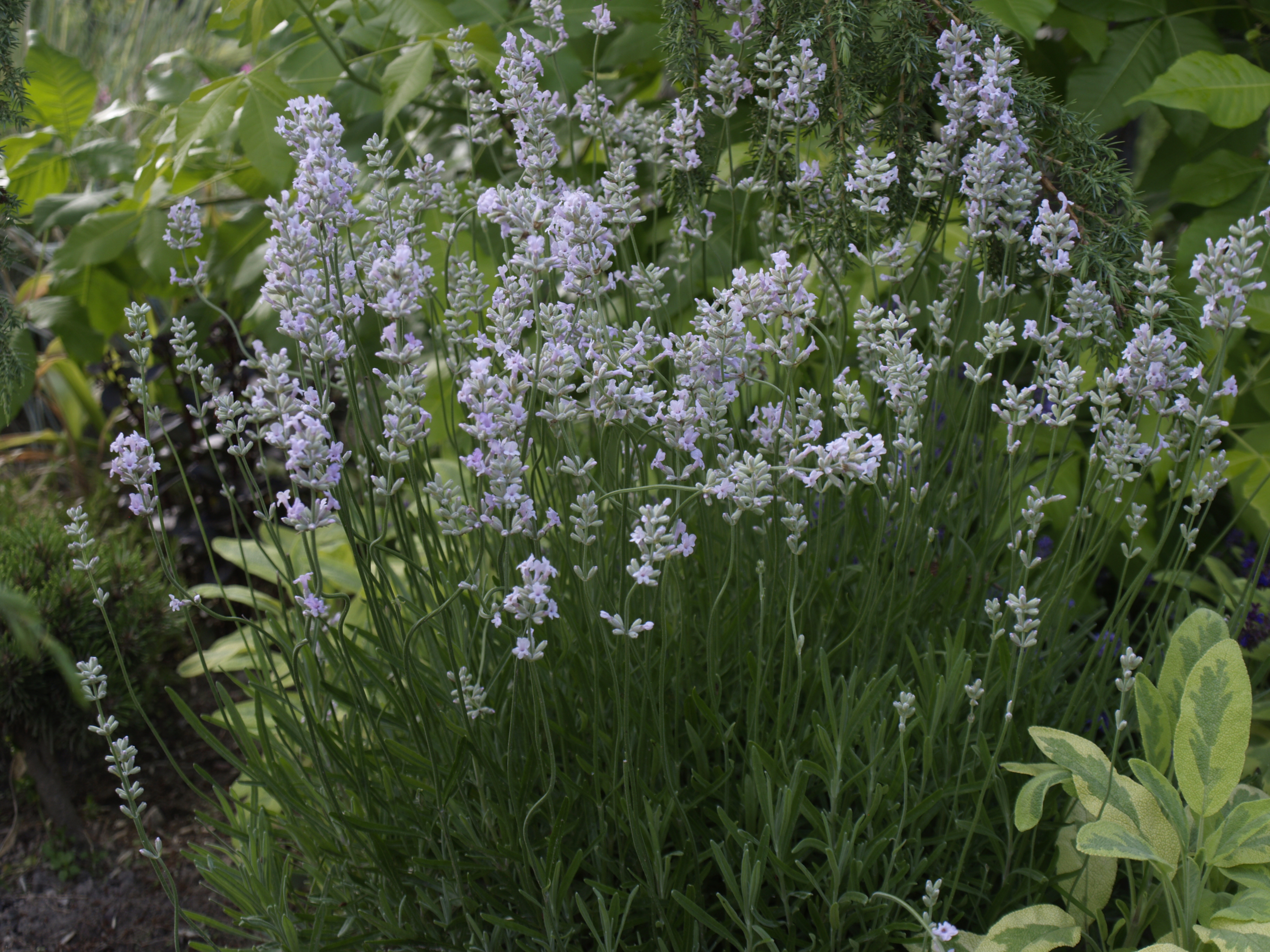 Levanda"Rosea"(Lavandula"Rosea")