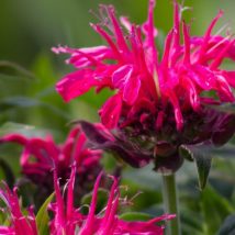 Monarda hibridinė"Balmy Rose"<br>(Monarda x hybrida"Balmy Rose")