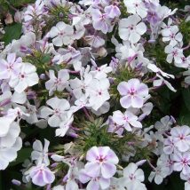Floksas šluotelinis"Flame Light Blue""<br>(Phlox paniculata"Flame Light Blue")